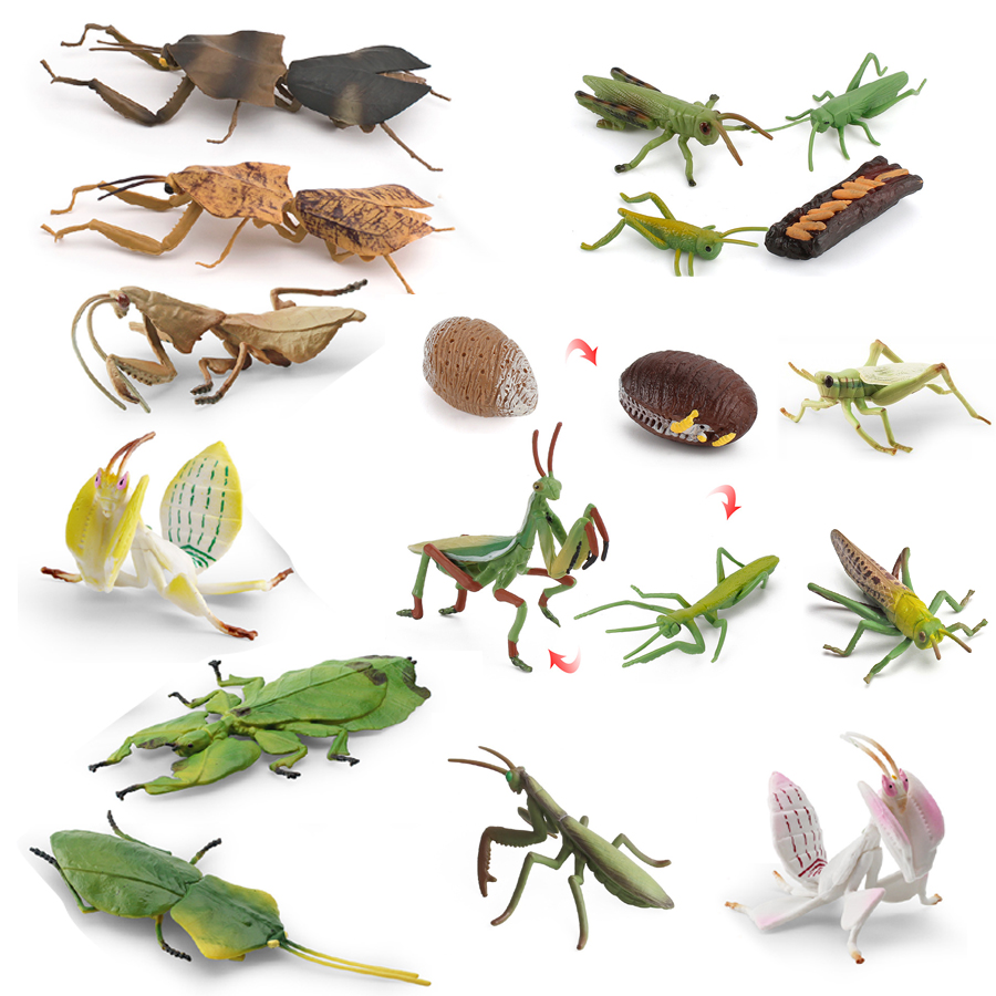 Modèle réaliste de Mantis Orch - Kids Education Picture avis et prix